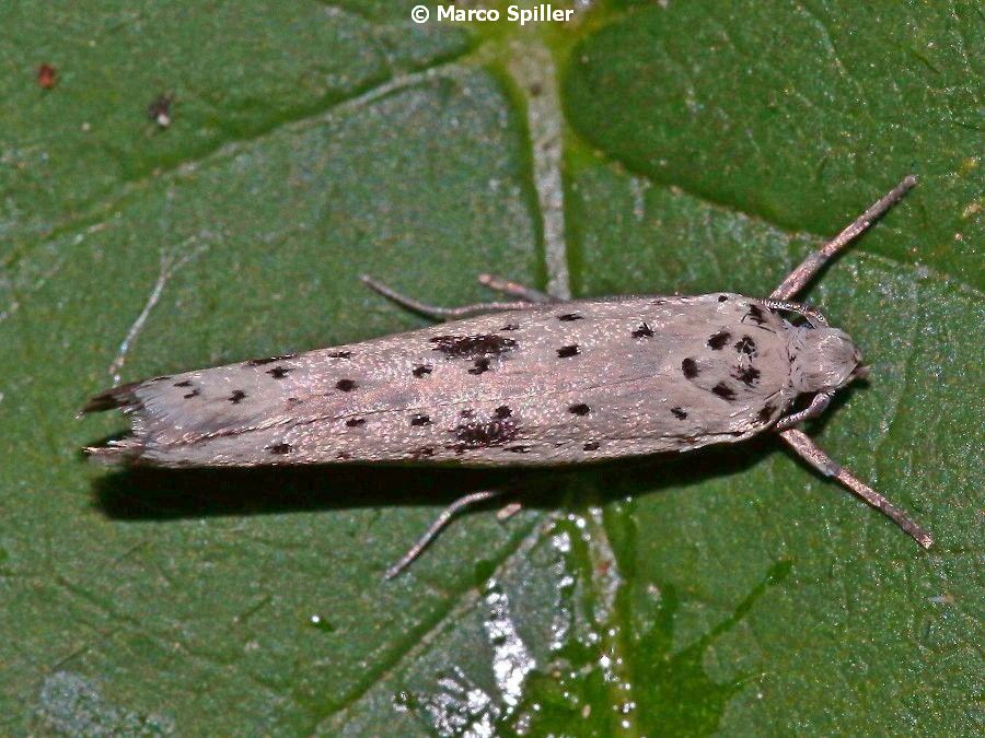 Falena da identificare